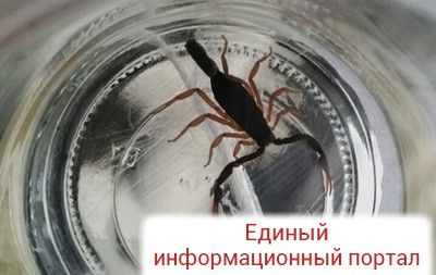 В Беларуси при покупке бананов мужчину ужалил скорпион