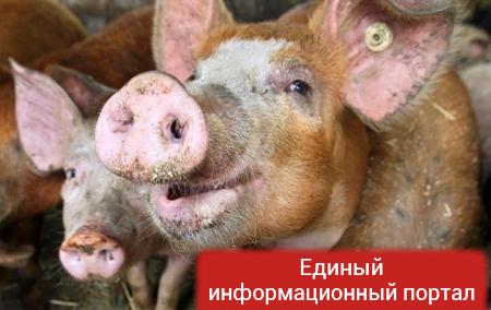 В России истребили более 230 тысяч свиней