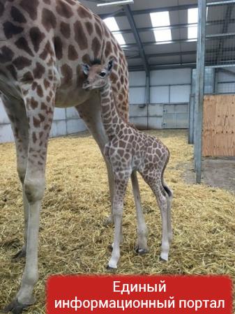 В зоопарке Британии родился детеныш редкого вида жирафов