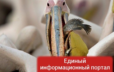 В Вене закрыли зоопарк после гибели пеликана от птичьего гриппа