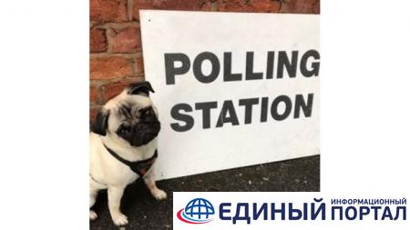 В Британии хэштег #СобакиНаВыборах бьет рекорды в соцсетях