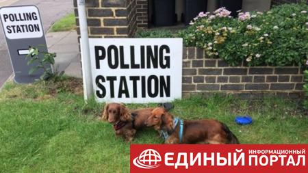 В Британии хэштег #СобакиНаВыборах бьет рекорды в соцсетях