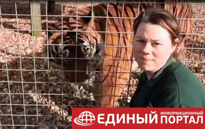 В Британии не будут усыплять тигра, убившего работницу зоопарка