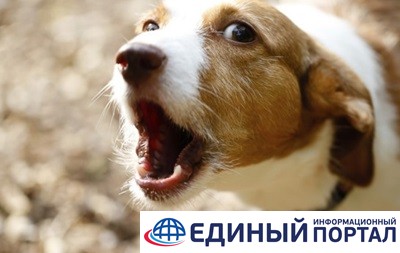 В РФ животным запретили лаять и выть по ночам