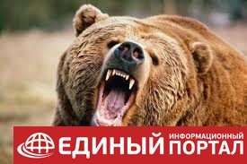 Под Воронежом медведь сбежал из зоопарка и убил пенсионера