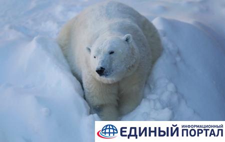 Белые медведи окружили село в России