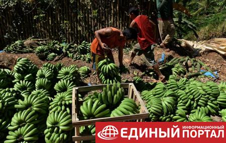 В ООН предупредили об угрозе банановой катастрофы