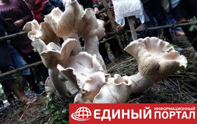 В Китае нашли "короля грибов"