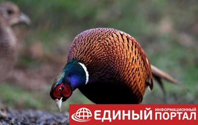 В Москве за убийство 12 фазанов задержали белоруса