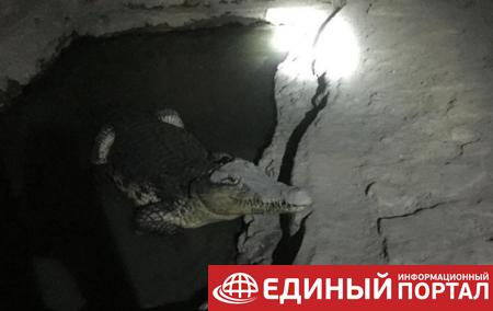 В Петербурге крокодил охранял тайник с оружием – СМИ