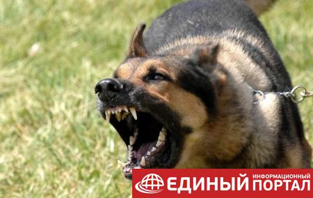 В России бешеная собака искусала 17 человек