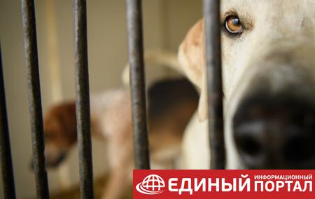 В России собака на охоте застрелила человека