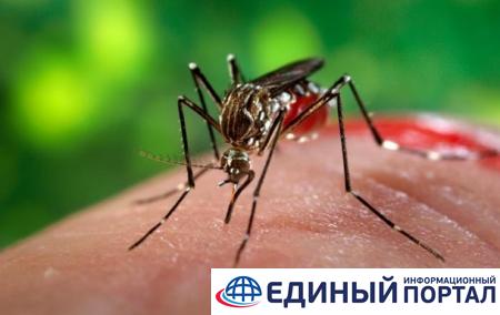 В Турции появились комары-переносчики лихорадки Зика
