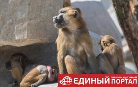 В зоопарке Парижа из вольера сбежали 52 бабуина