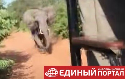 В Африке слон напал на авто с туристами
