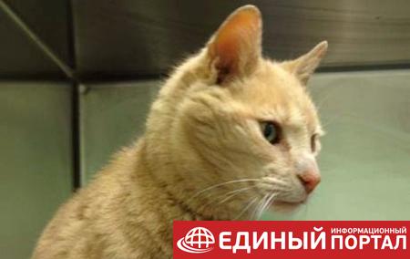 В России мужчину приговорили к обязательным работам за избиение кошки