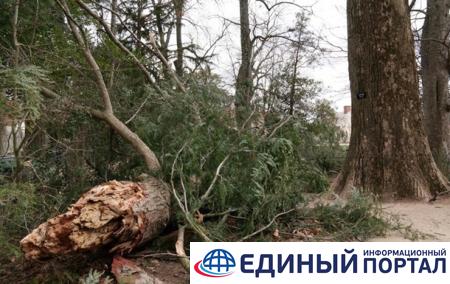 Буря повалила посаженное Вашингтоном дерево