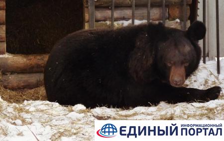 В РФ медведь проснулся и впал в апатию