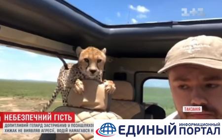В Танзании к туристам в авто запрыгнули гепарды