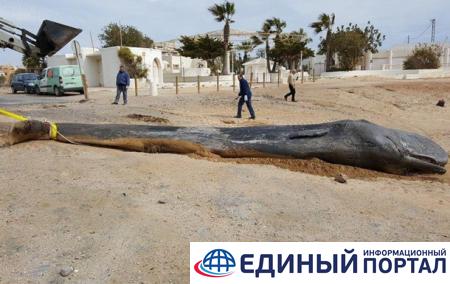 В Испании в желудке кита нашли 29 кг пластика