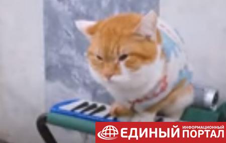 В Минске кот "играет" шансон в переходе