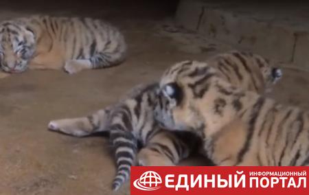 В китайском зоопарке показали новорожденных тигрят
