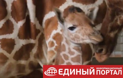 В зоопарке США показали новорожденного жирафа