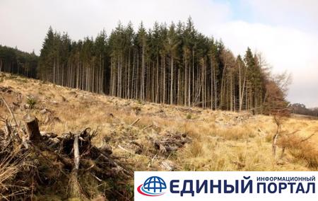 Вена призвала Киев отменить запрет на экспорт леса
