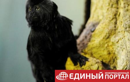 В Швеции обезьяна сбежала из зоопарка и отправилась в фастфуд