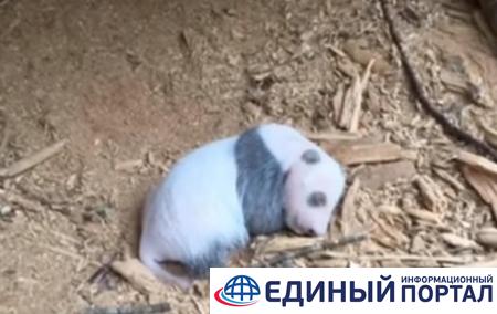 В Китае впервые в дикой природе нашли детеныша панды