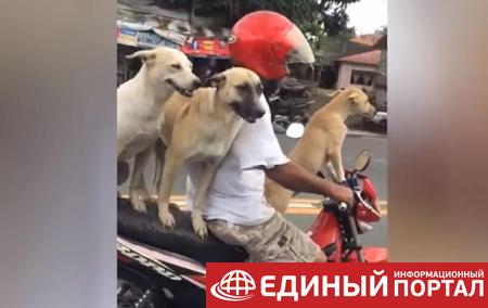 На Филиппинах собак приучили ездить на скутере