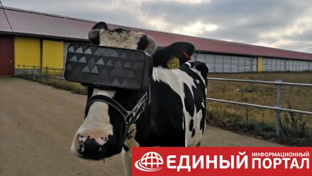 В РФ протестировали виртуальные очки для коров