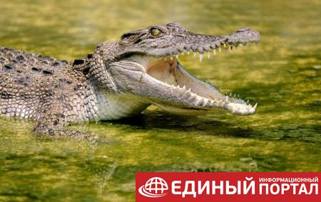 Редкого крокодила убили за нападение на сотрудницу зоопарка