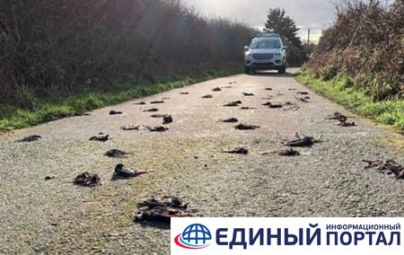 Сотни мертвых птиц засыпали дорогу в Уэльсе