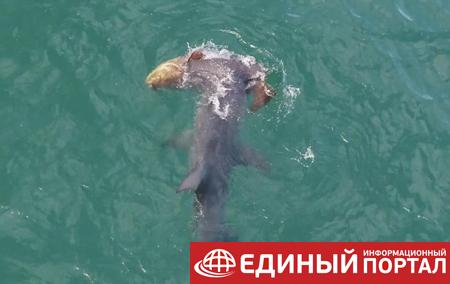 Смертельное нападение акулы на рыбу сняли на видео