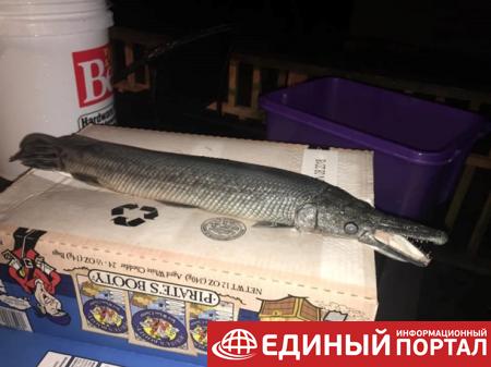 В США нашли редкую рыбу, похожую на крокодила