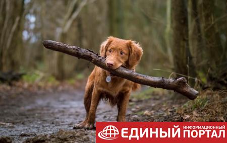 Россияне отказываются от домашних животных из-за коронавируса