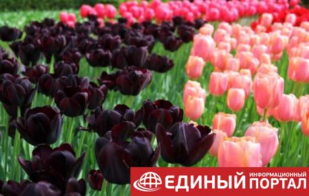 Какой праздник 15 мая 2020: неожиданные факты, именинники, приметы