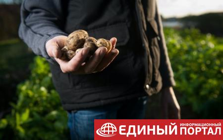 Нидерланды продали украинцам промышленный картофель