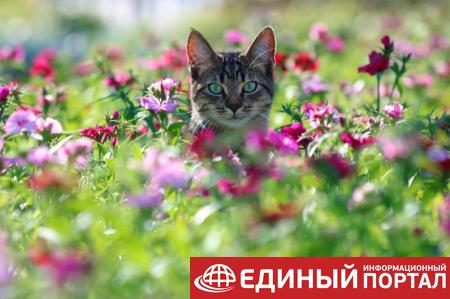 Какой праздник 17 июня 2020: неожиданные факты и приметы