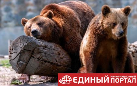 На Сахалине медведь загрыз пенсионерку на дачном участке