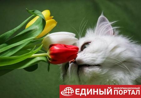 Какие праздники 22 июля 2020: удивительные факты, события и приметы