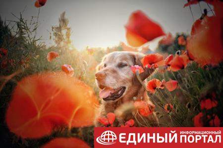 Какие праздники 29 июля 2020: факты, приметы, традиции