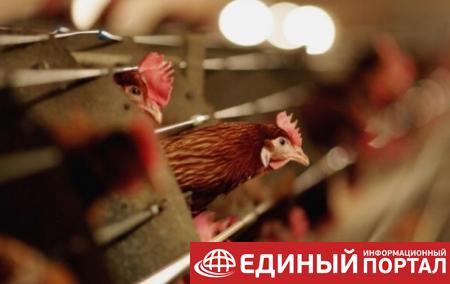 На Филиппинах произошла вспышка птичьего гриппа