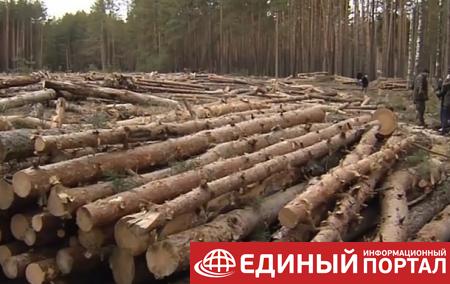 В ООН озвучили масштабы вырубки леса за 30 лет