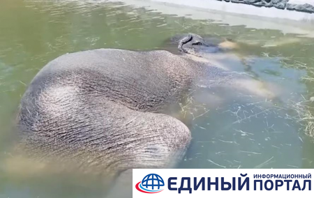 В зоопарке США слон уснул под водой