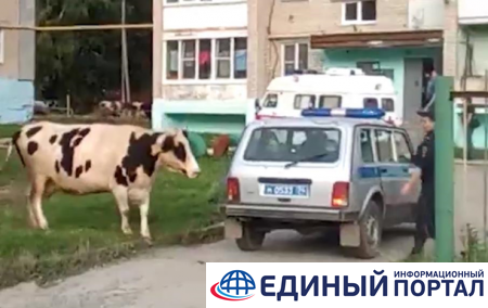 Стадо коров атаковало жилой двор