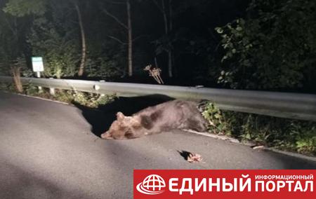 В Испании разыскивают попавшего в ДТП медведя