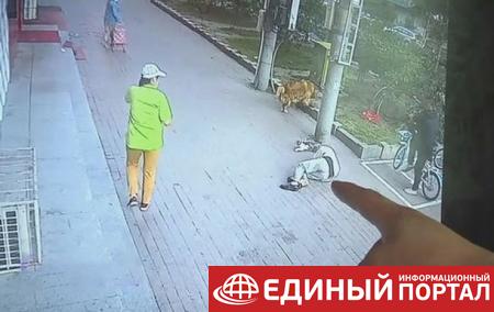 В Китае упавший с высоты кот покалечил пенсионера
