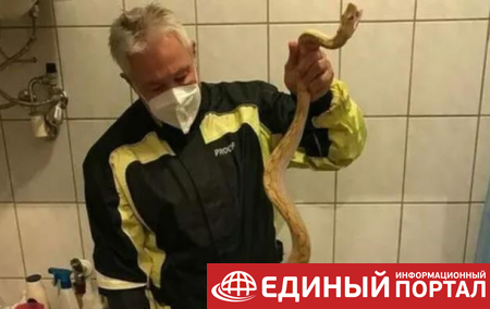 В Австрии мужчину укусила змея во время сидения на унитазе
